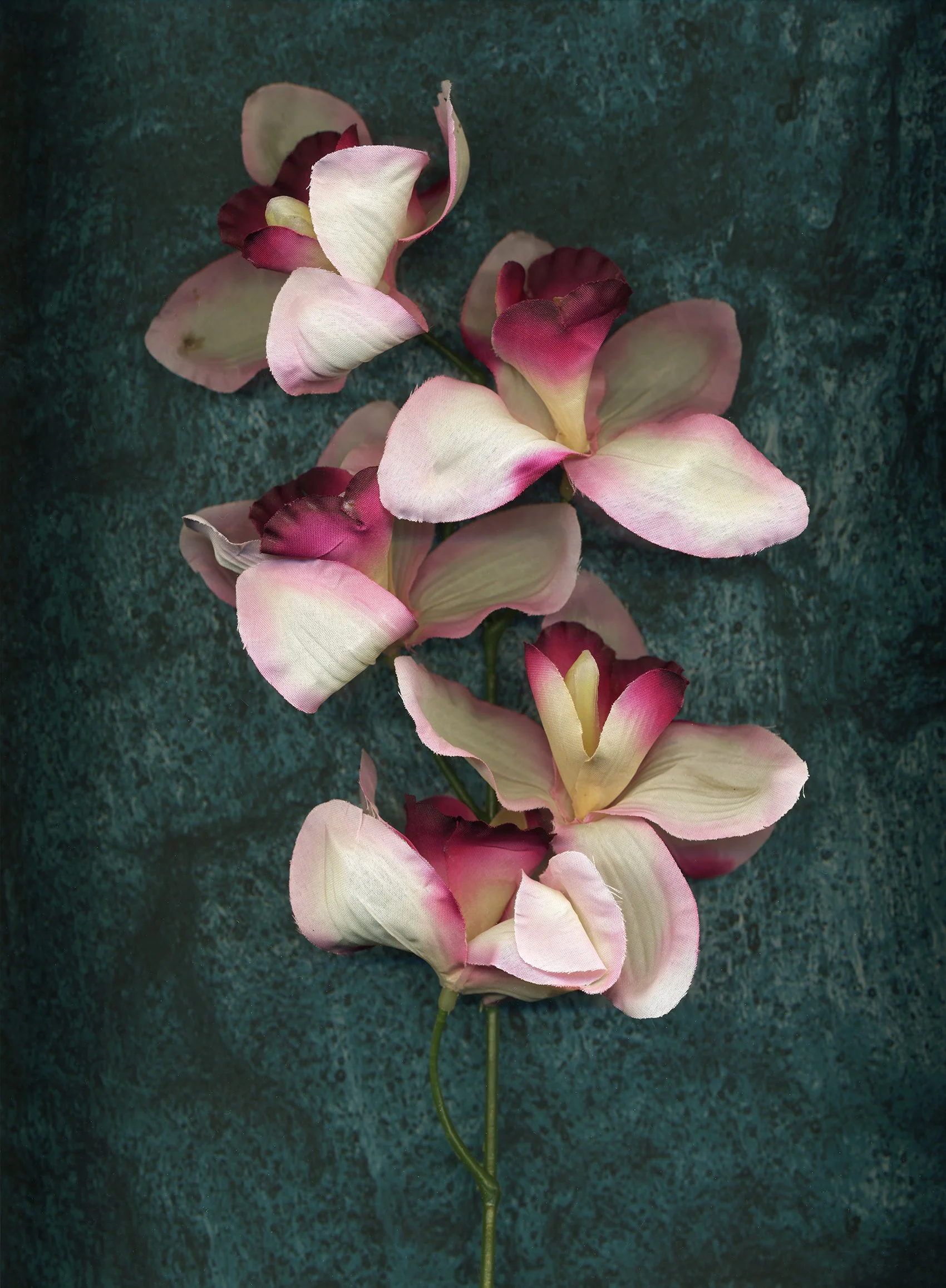 flower_texture_8.1.jpg