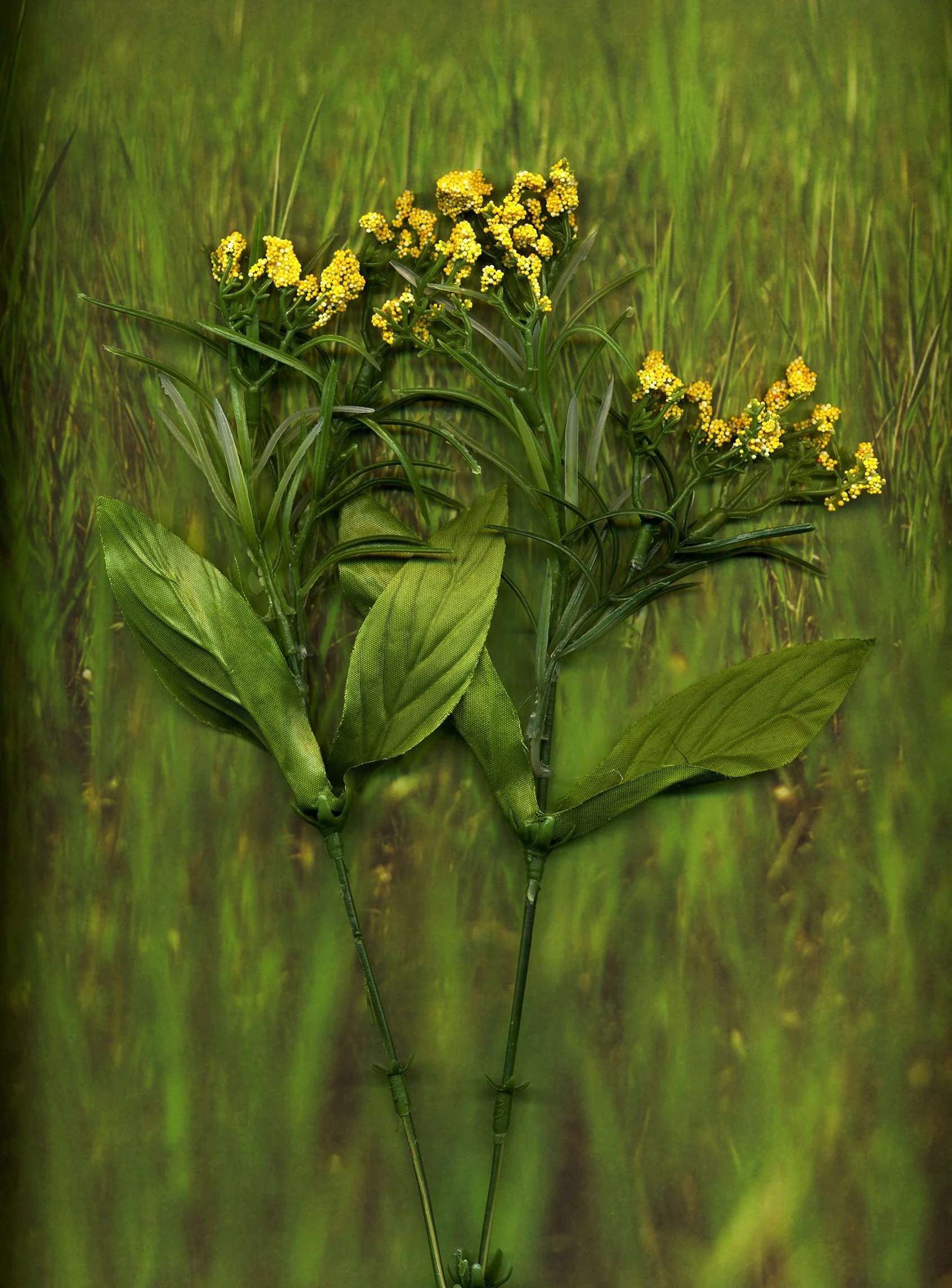 flower_texture_23.3_edit_web.jpg