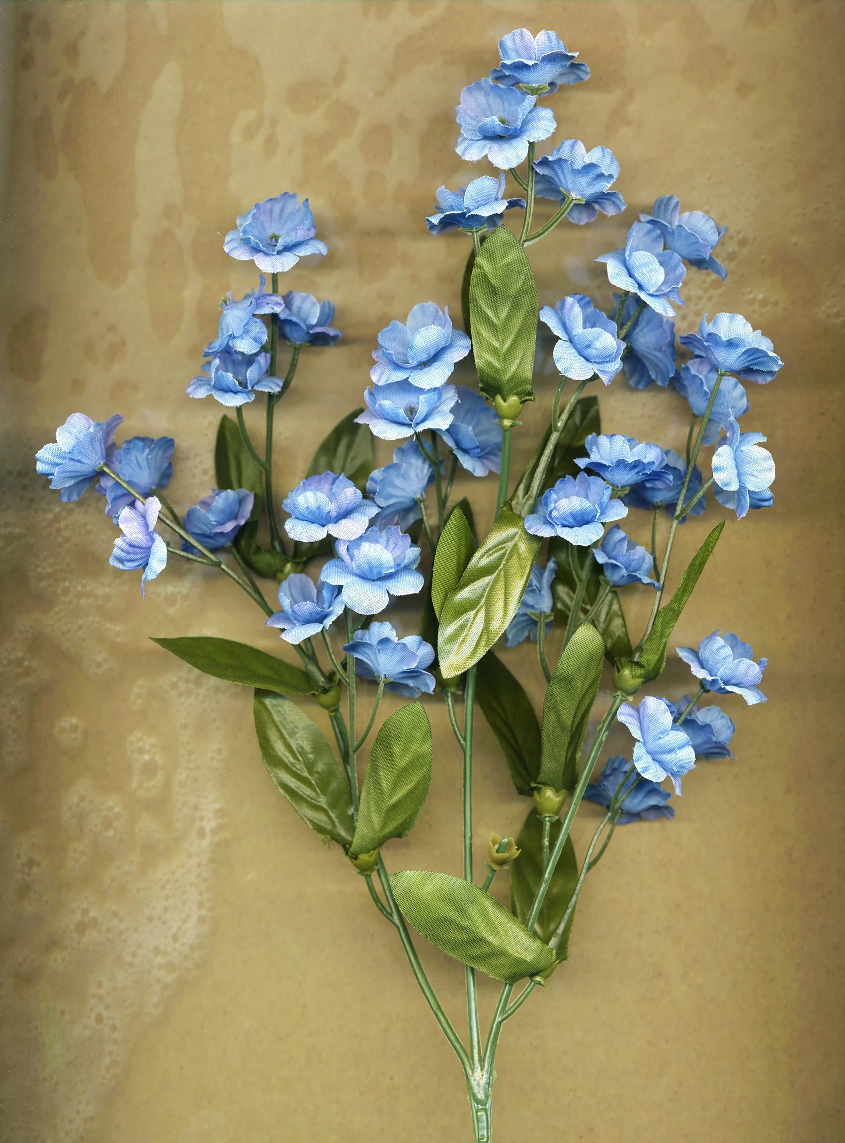 flower_texture_26_edit_web.jpg
