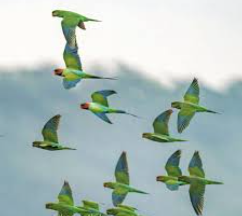 Yelapa wild parrots.png