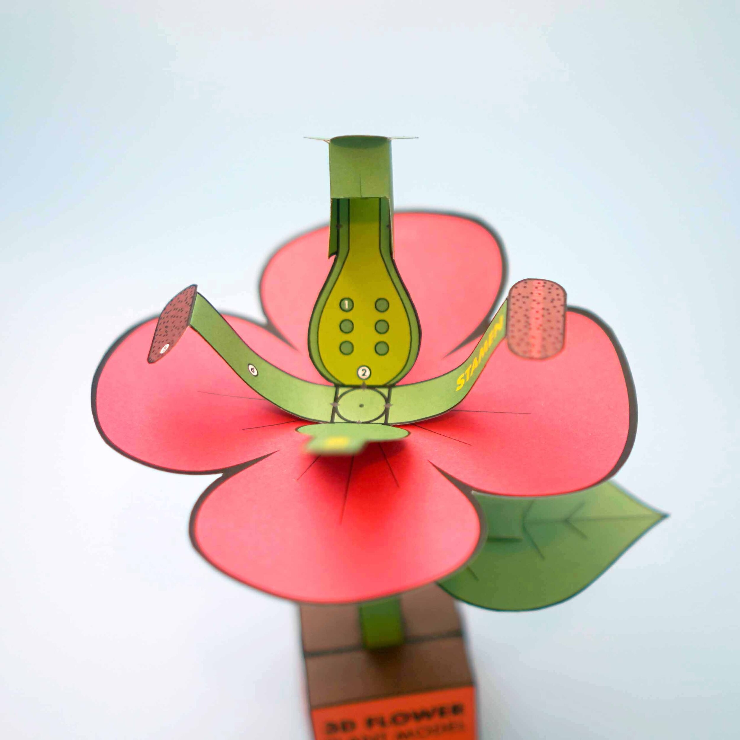 FlowerModel4.jpg