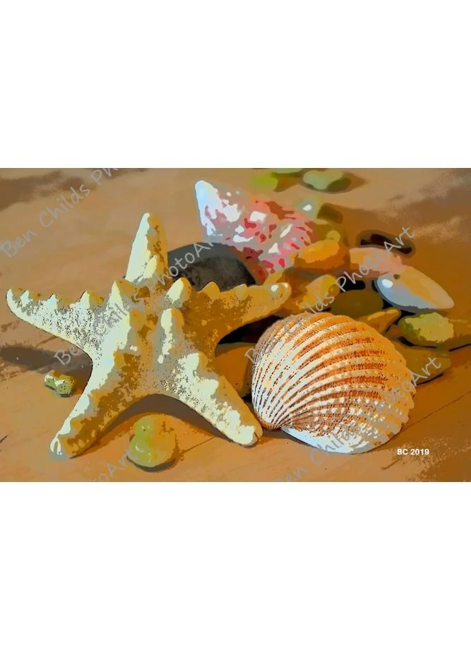 shells-5-website.jpg