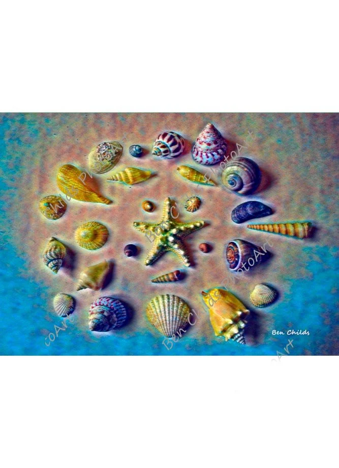 Summer shells