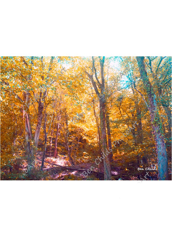 autumn-colours-casehill-woods-web-wm.jpg