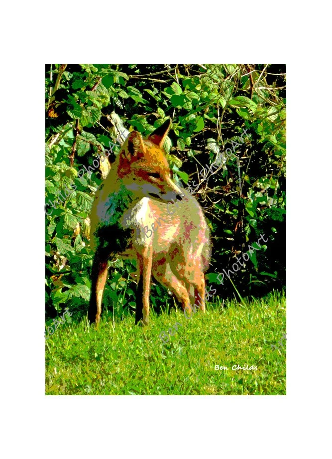 summer-fox-web.jpg