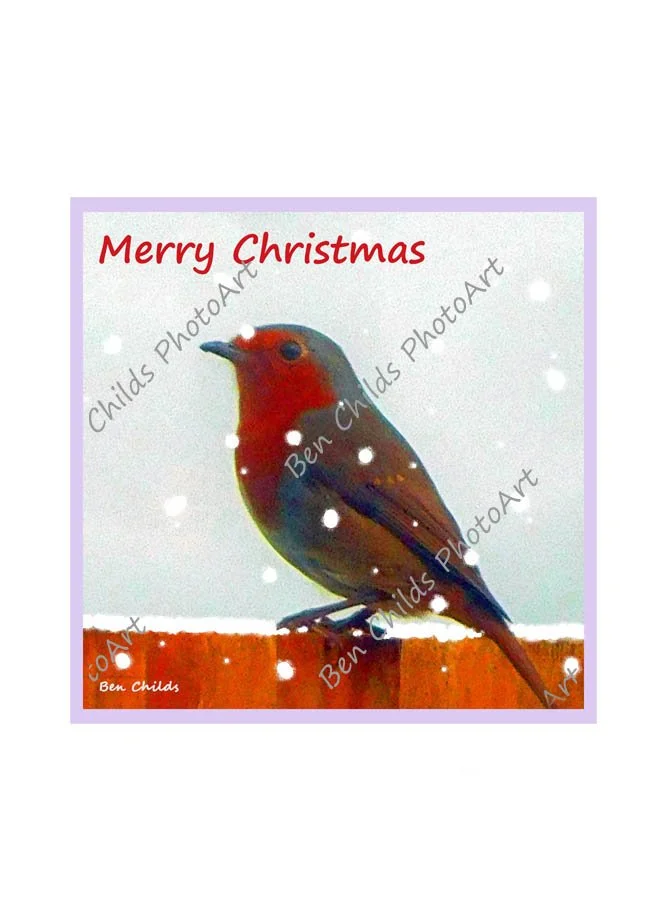 "Robin in the Snow" Christmas cards