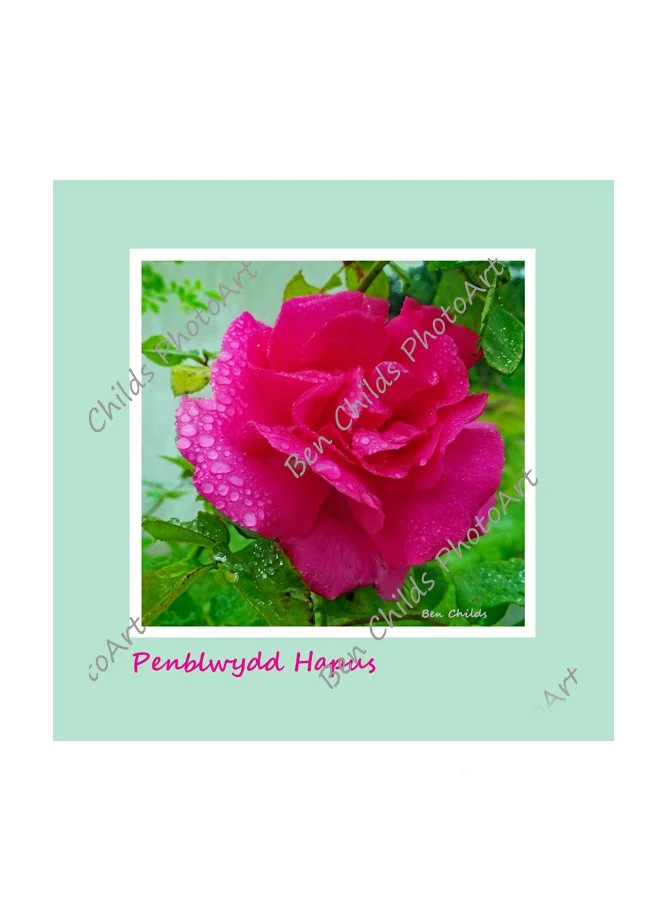 Cerdyn Penblwydd: Rhosyn