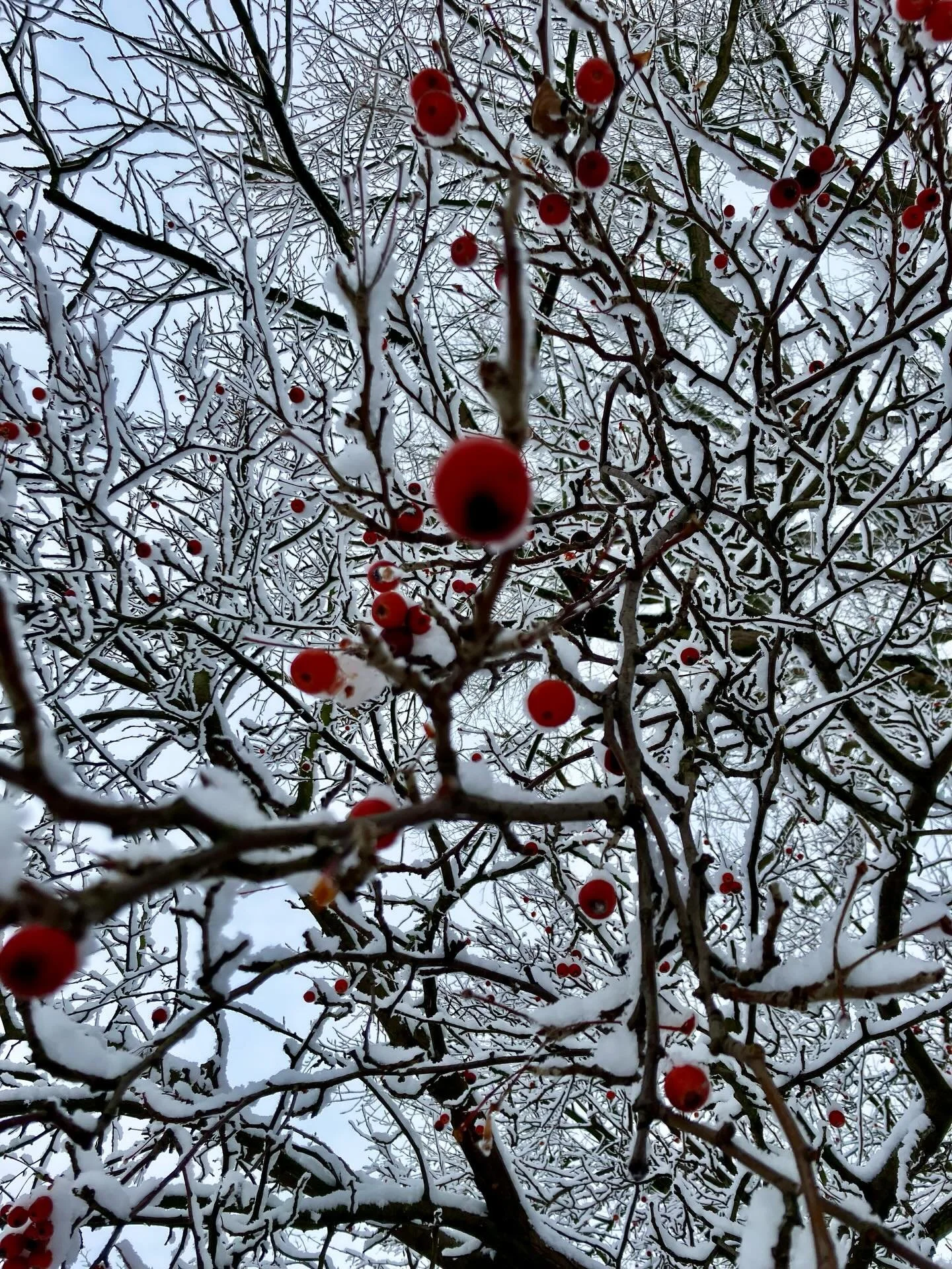 winteroutfits in white..
#onmywaytowork #whitesuits #plantenunblomenhamburg #wintercompanion #firstsnow