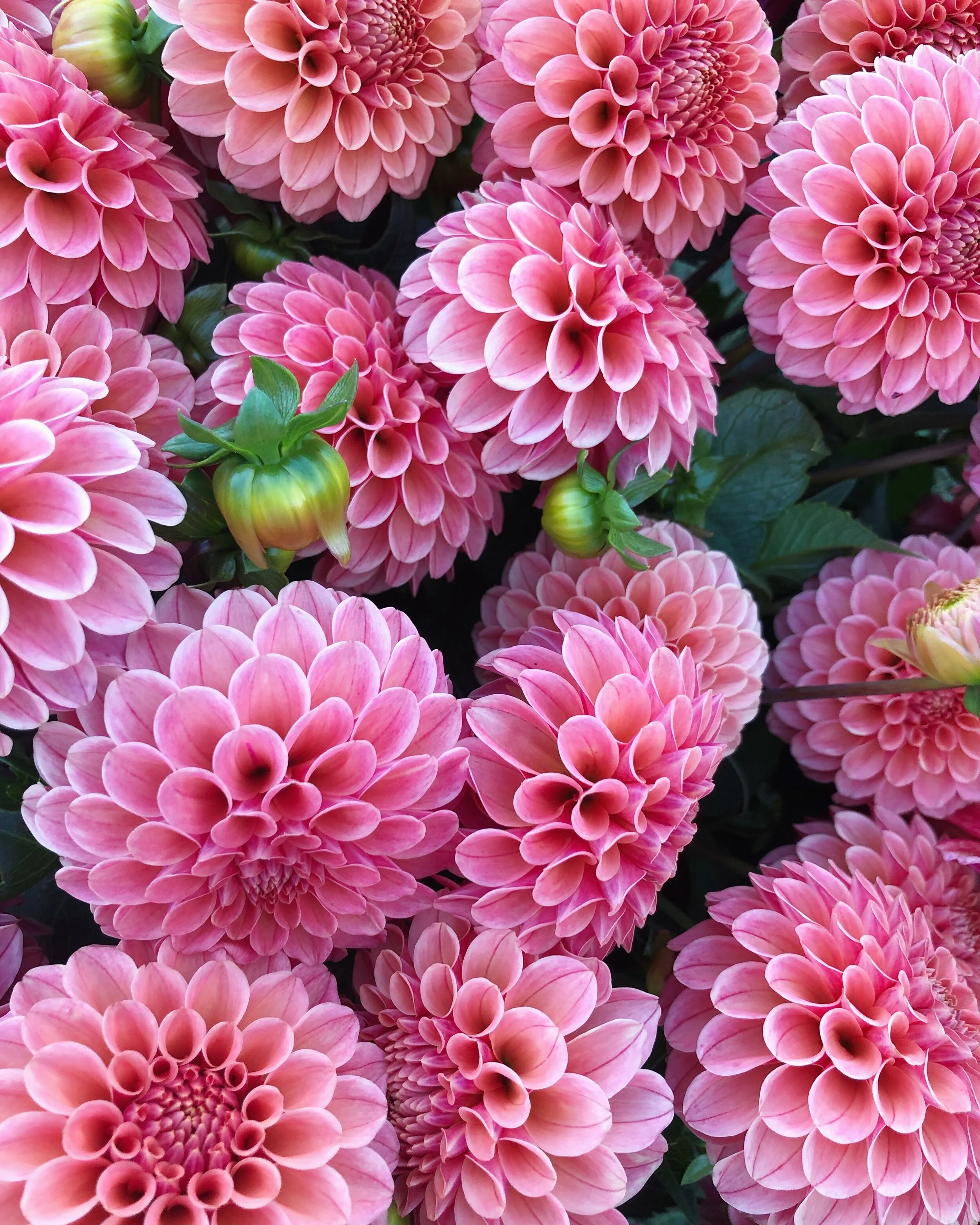 Contact — Russells Mills Flower Co