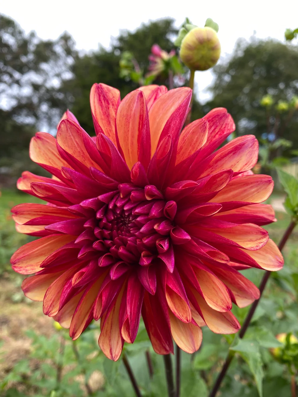 LAKEVIEW PEACH FUZZ — Russells Mills Flower Co
