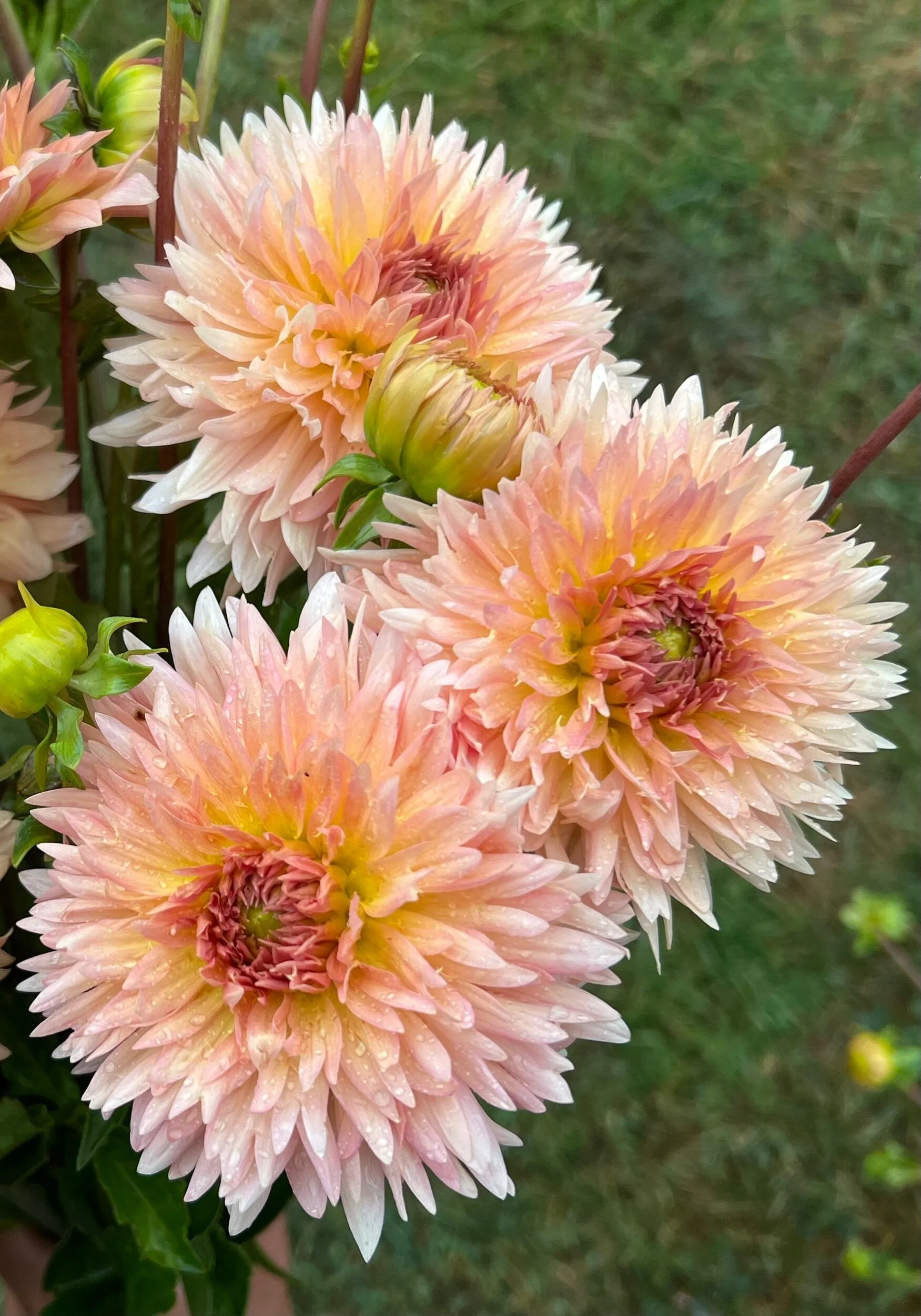 LAKEVIEW PEACH FUZZ — Russells Mills Flower Co