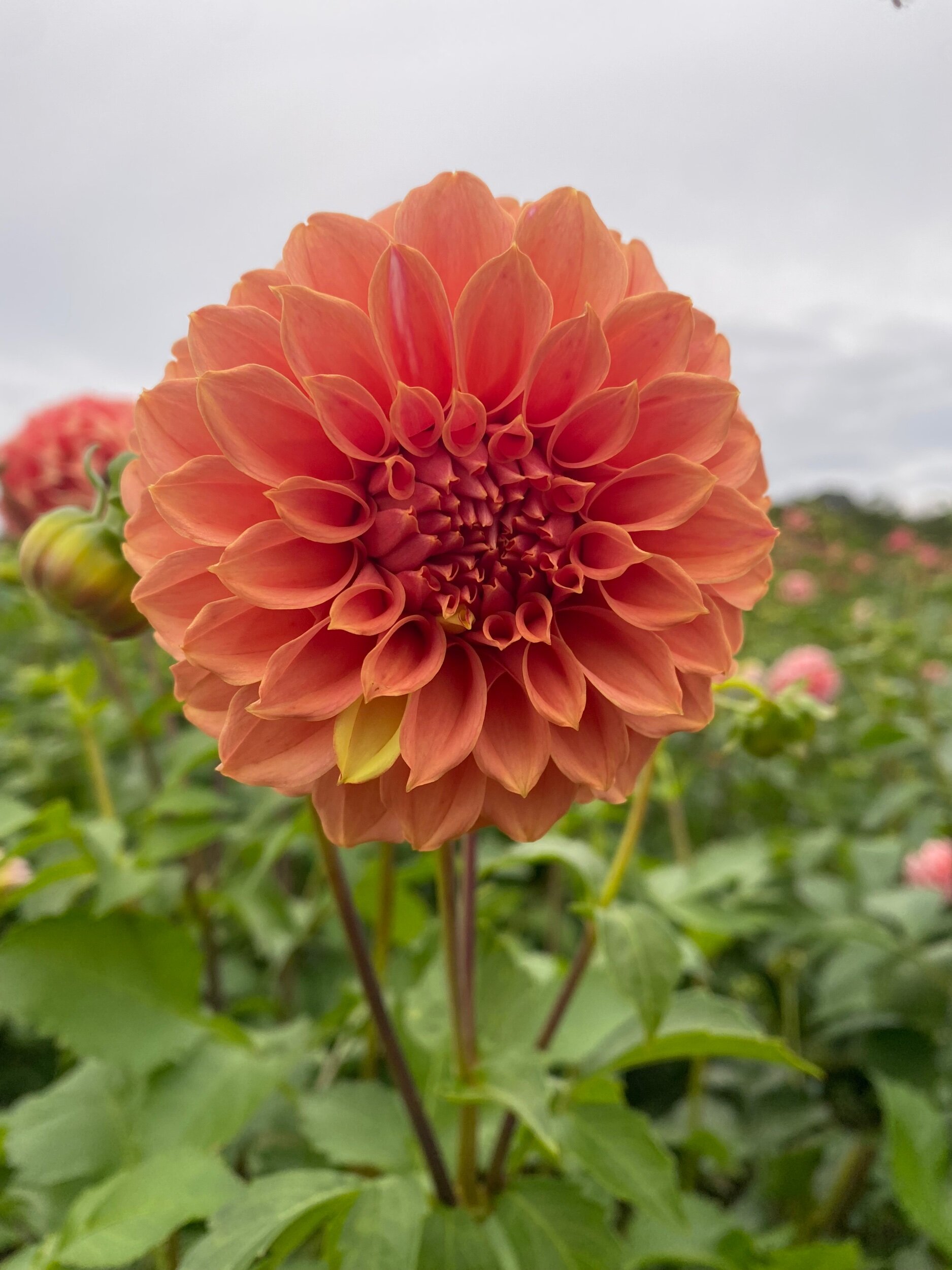 Russells Mills Dahlia Tuber