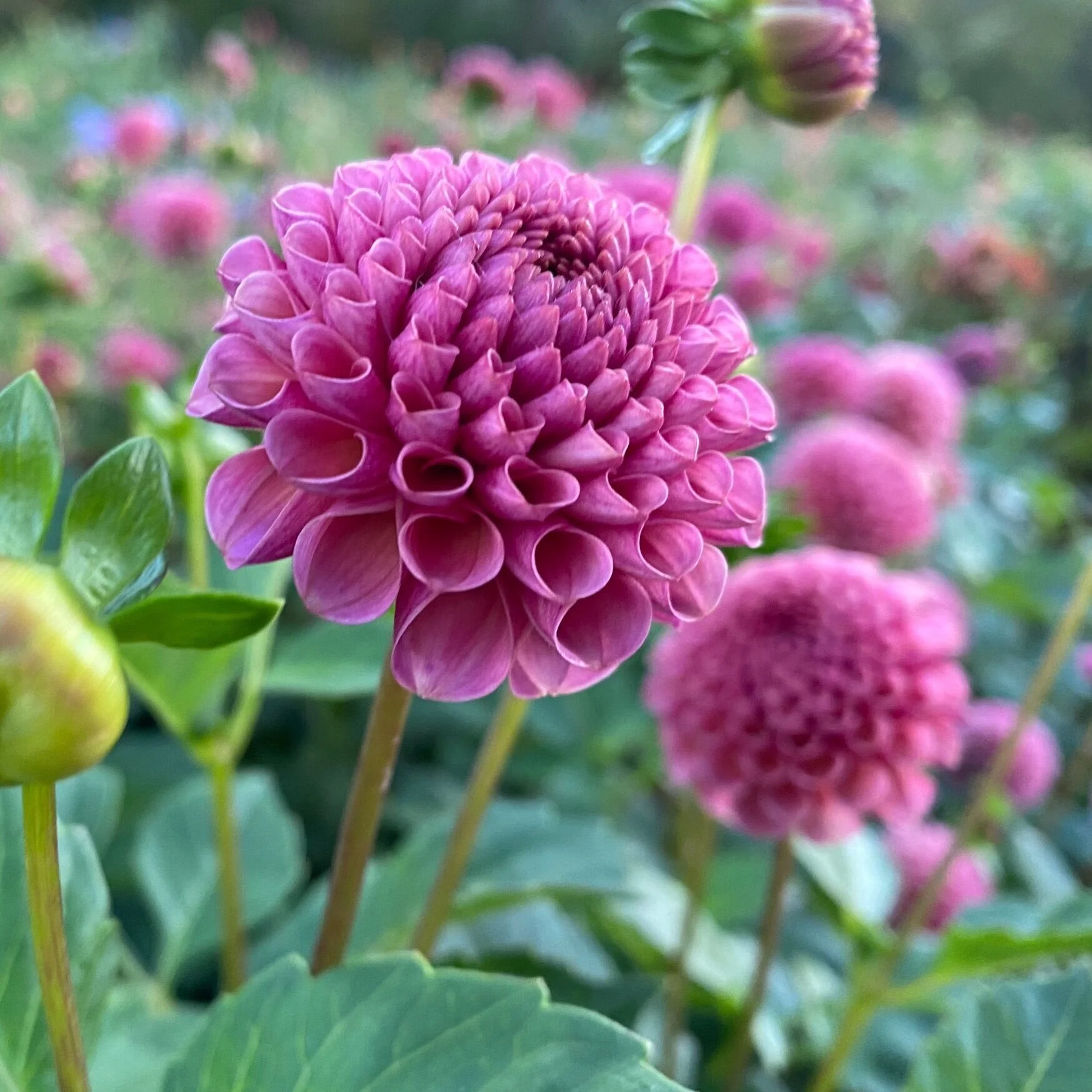 KOKO PUFF — Russells Mills Flower Co