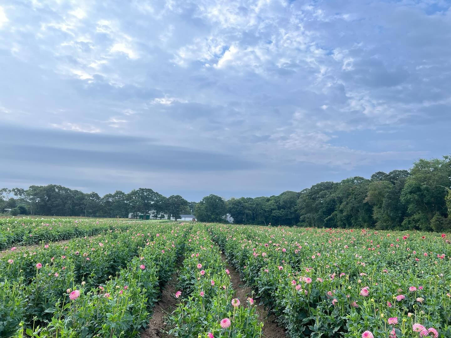 It won&rsquo;t be long until we&rsquo;re back in the field surrounded by a sea of dahlias! &lsquo;Valley Porcupine&rsquo; (pictured) has come a long way since our first year of growing! We started with only five tubers from Tucker&rsquo;s grandmother