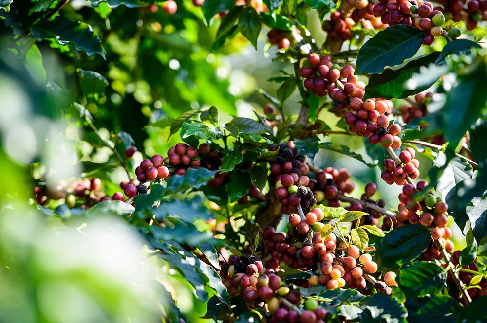 Altos-Coffee-Ecuador-Beans.jpg