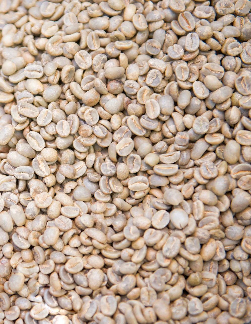 Las Tolas Pacamara Natural