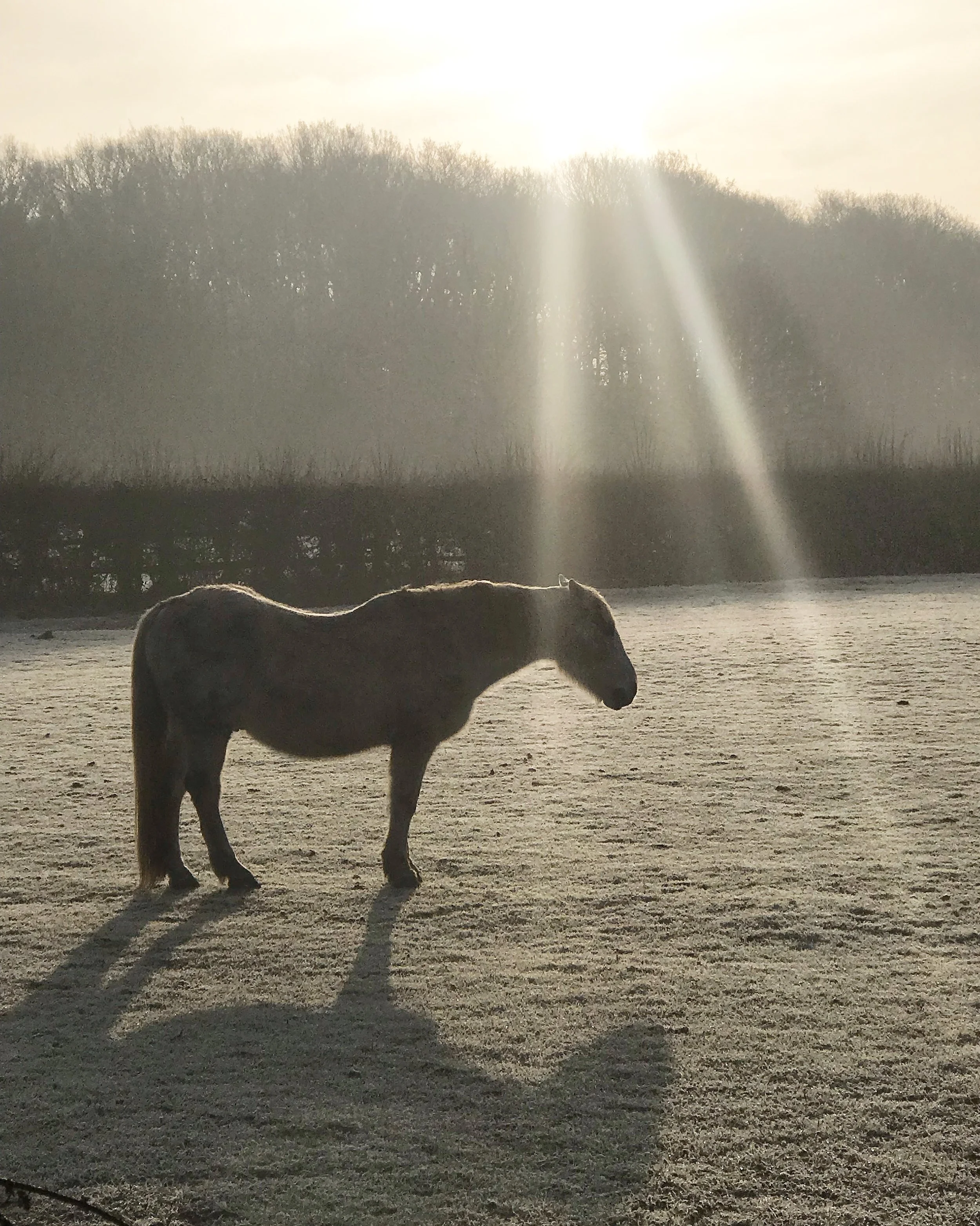 Walking scenery… a frosty field