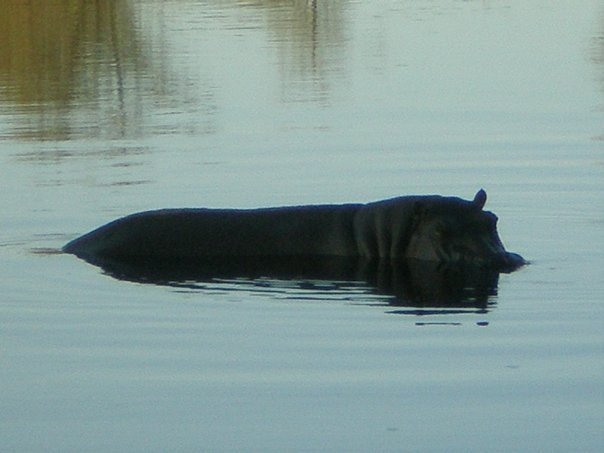 hippo.jpg