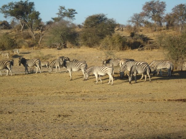 zebras.jpg