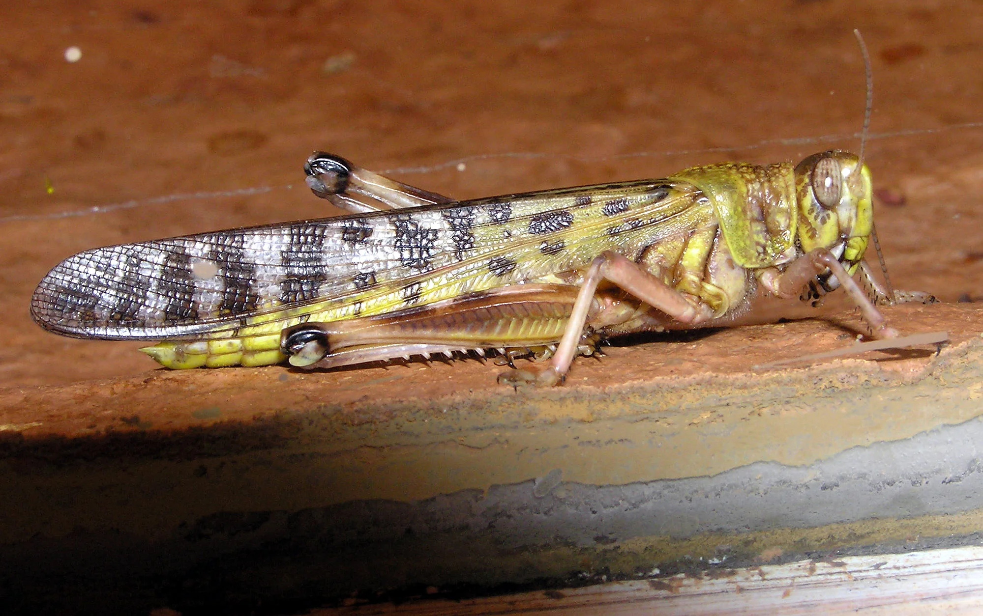 A locust on earth