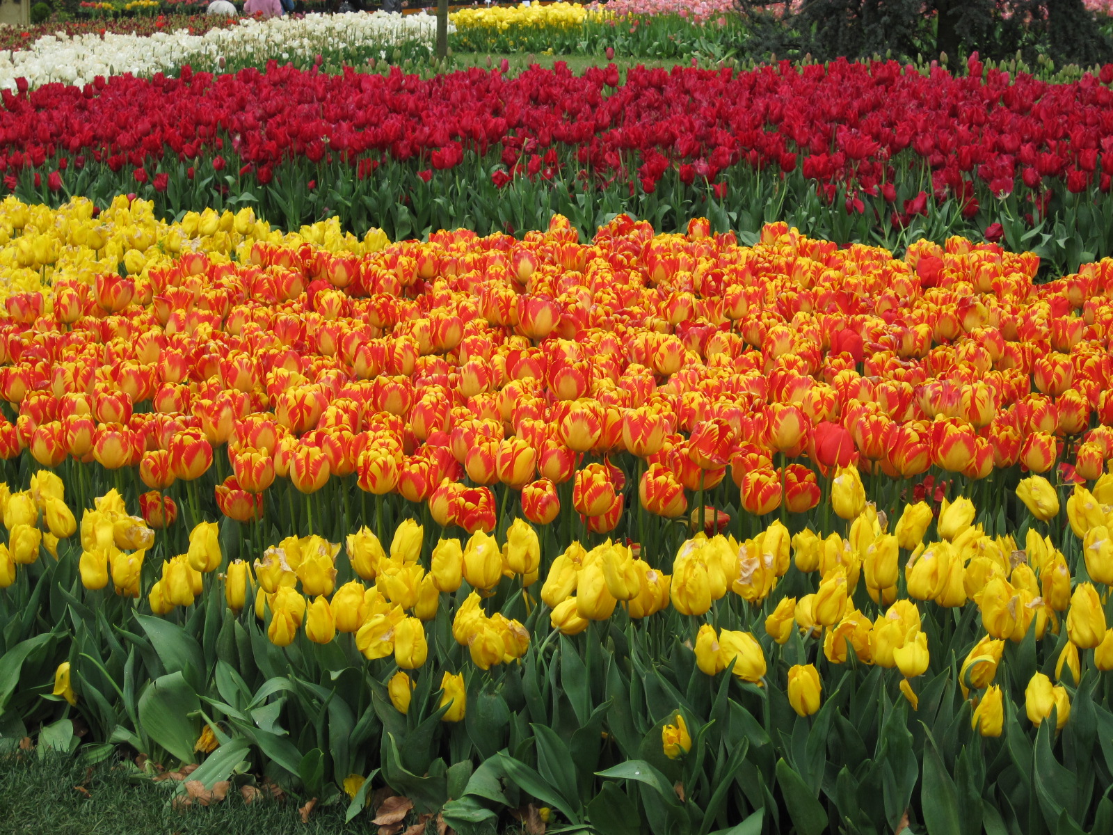 tulips 1.JPG