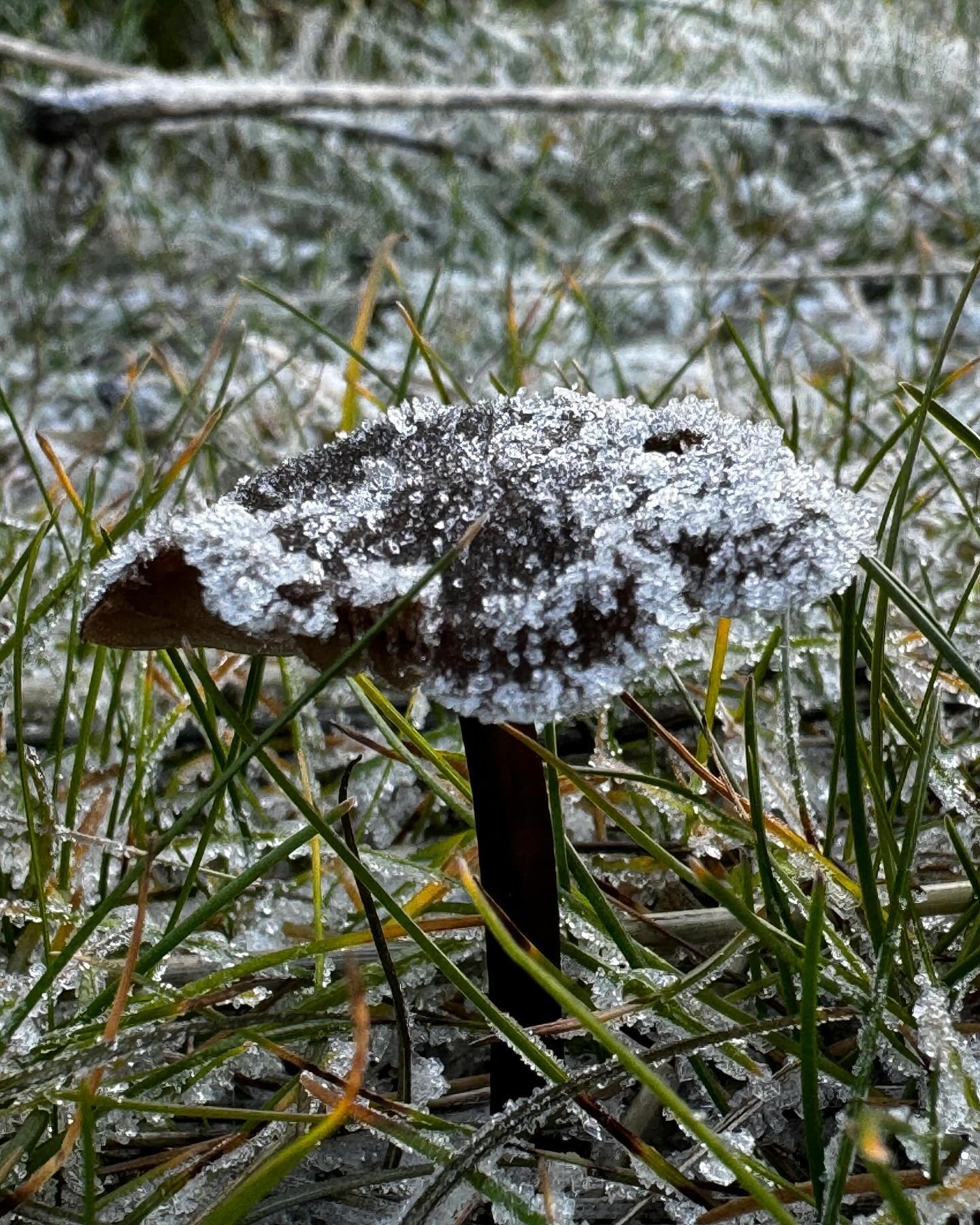 Frozen fungi fruiting around the flower farm. ❄️🍄🌸

I love seeing the relationships between the diverse flowers I grow and their mycorrhizal friends that are deep within the soil. 

This relationship is critically important to the flower, without i