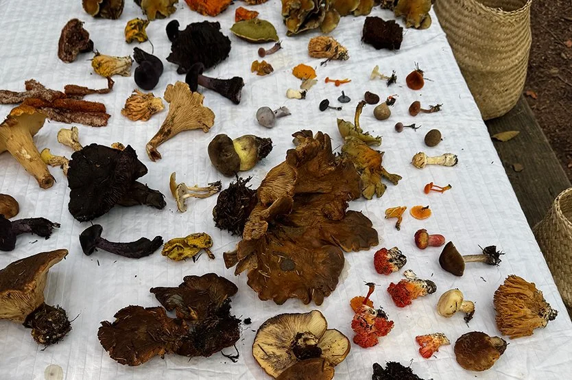 Forest Floor to Handcrafted Color: Exploring Mushroom Dyes, Pigments, Paints &amp; Inks @ Wildcraft Studio School