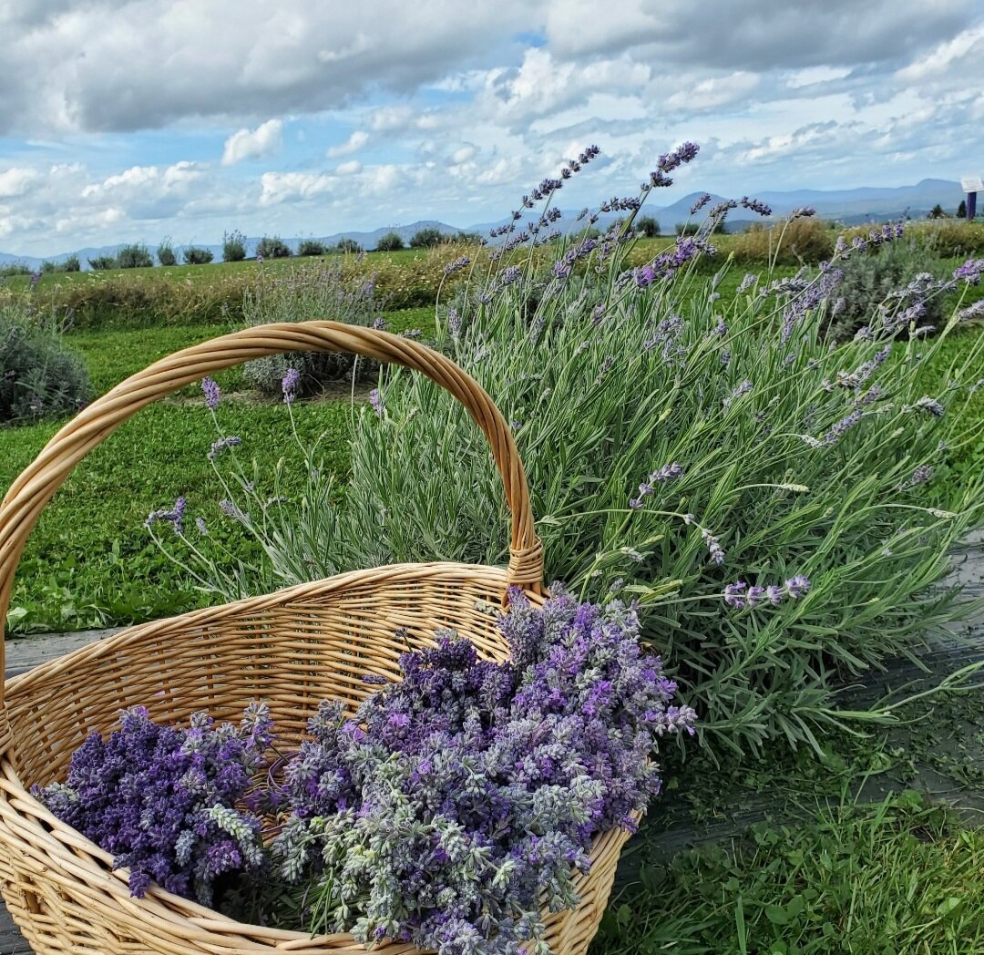 Lavender Room & Linen Spray — Lavender Essentials of Vermont