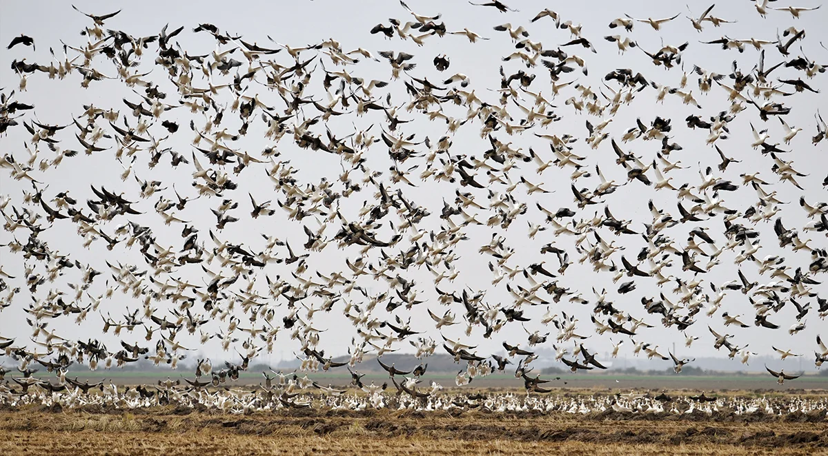 Snow Geese flock.jpg