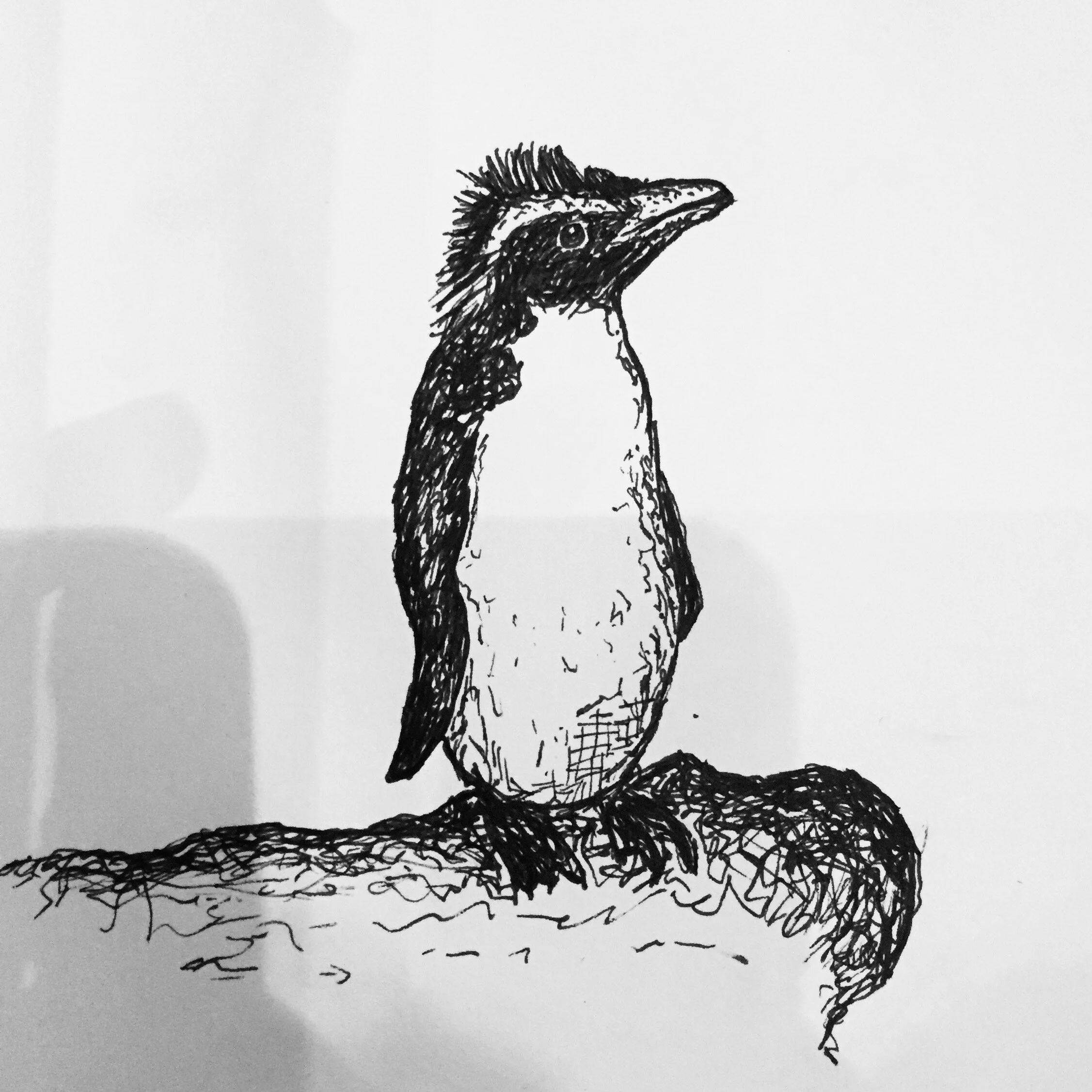 Rockhopper Penguin, 2019