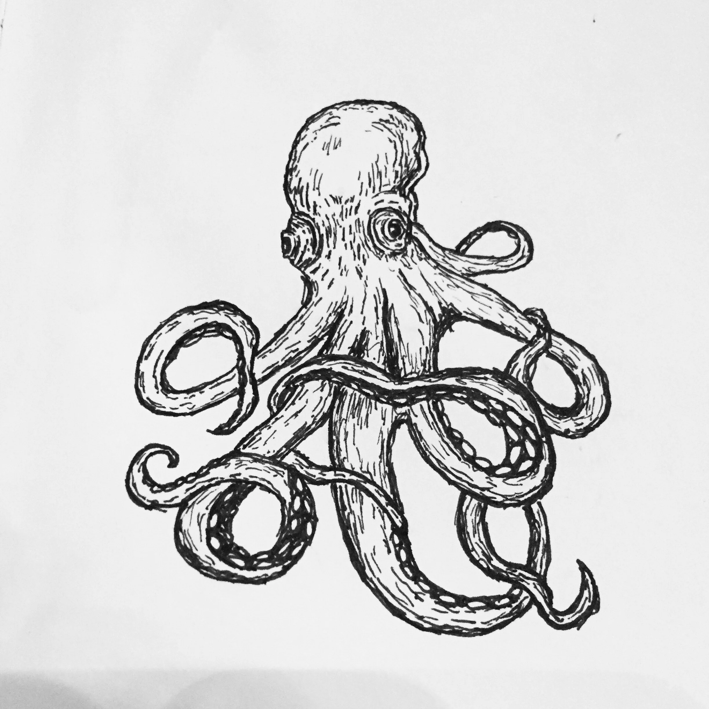 Octopus, 2019