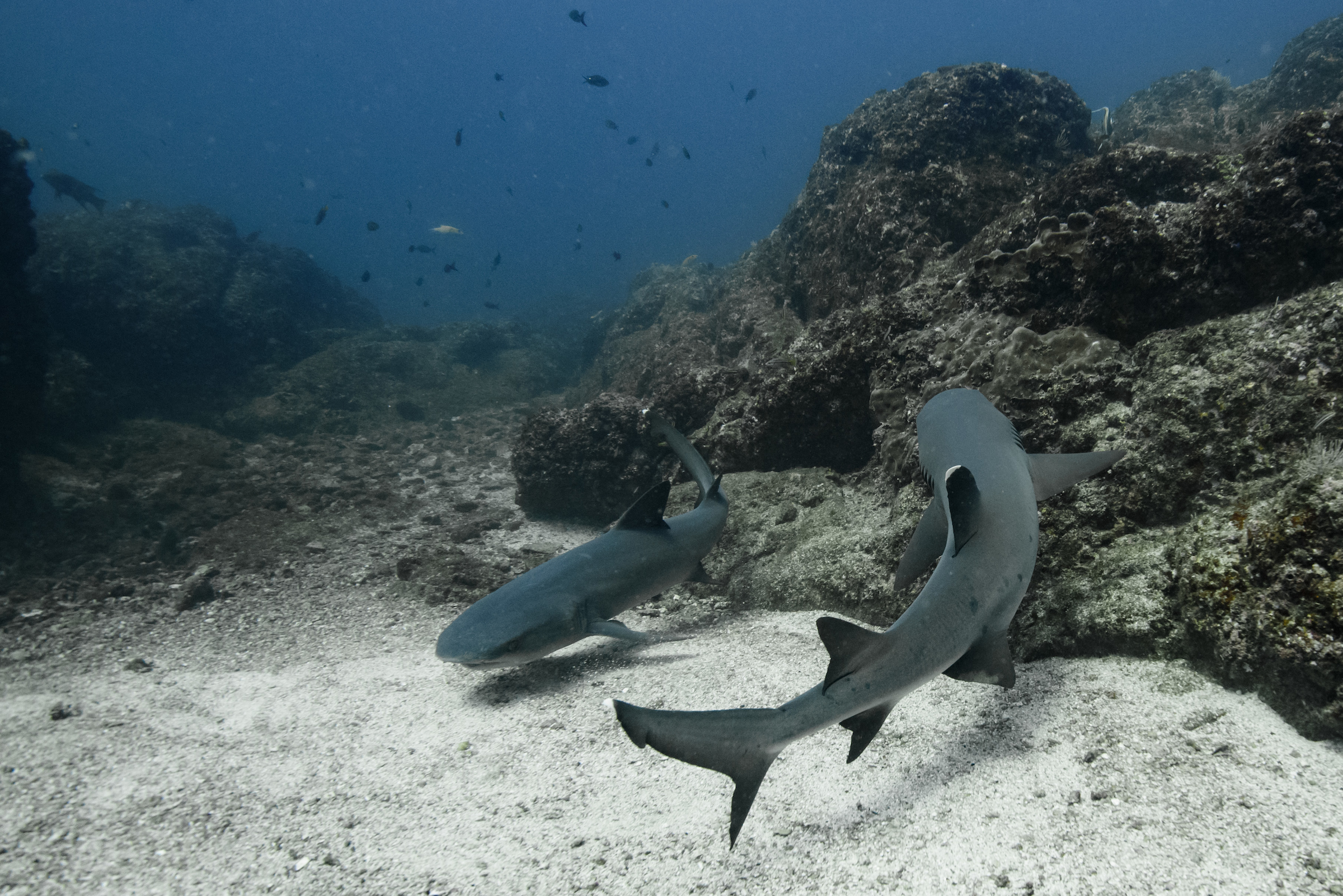 Costa Rica Scuba Diving-3971.jpg