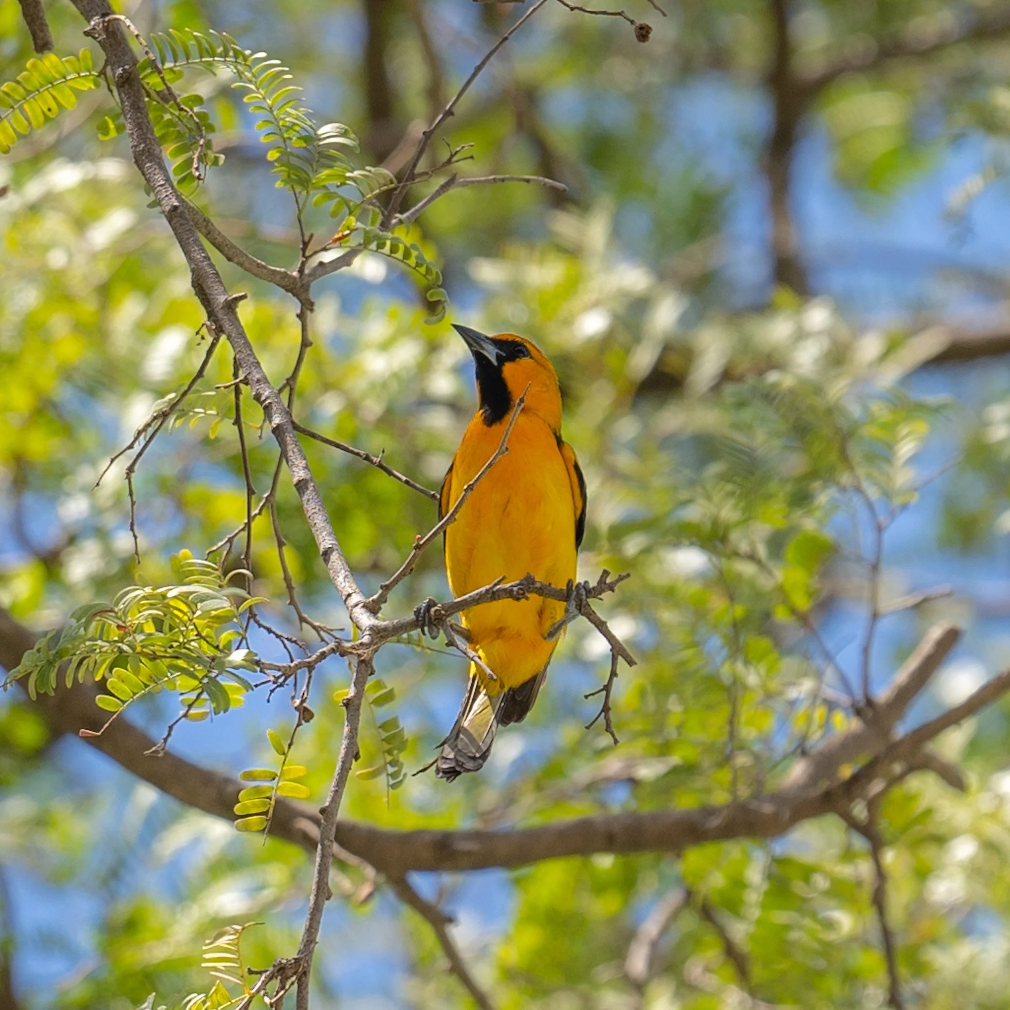 Kreg_costarica_birding.JPG