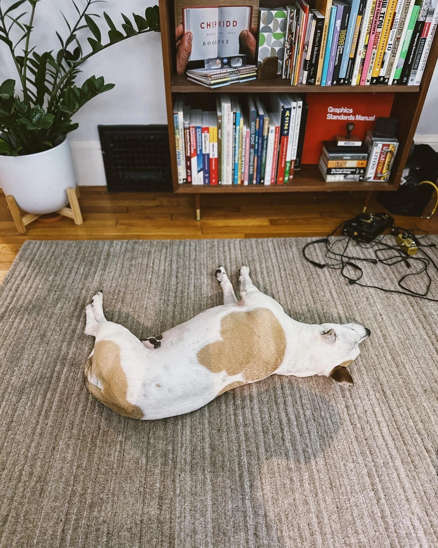 Different dogs. Same behavior. #dinguses