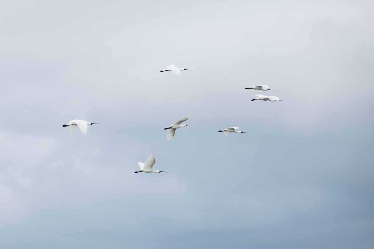 20150806-1X1A4952.jpg