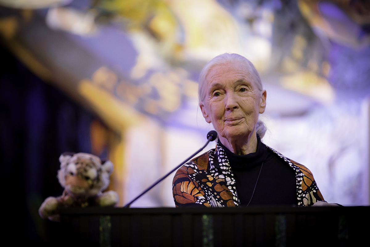 A strong and kind hearted Jane Goodall who offers enormous service to this world.