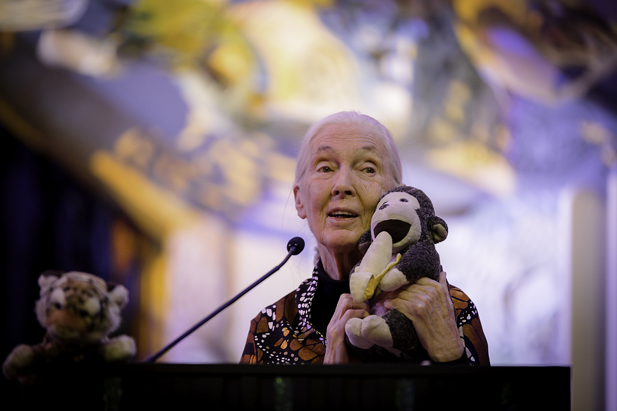 JaneGoodallPrint40 copy.jpg