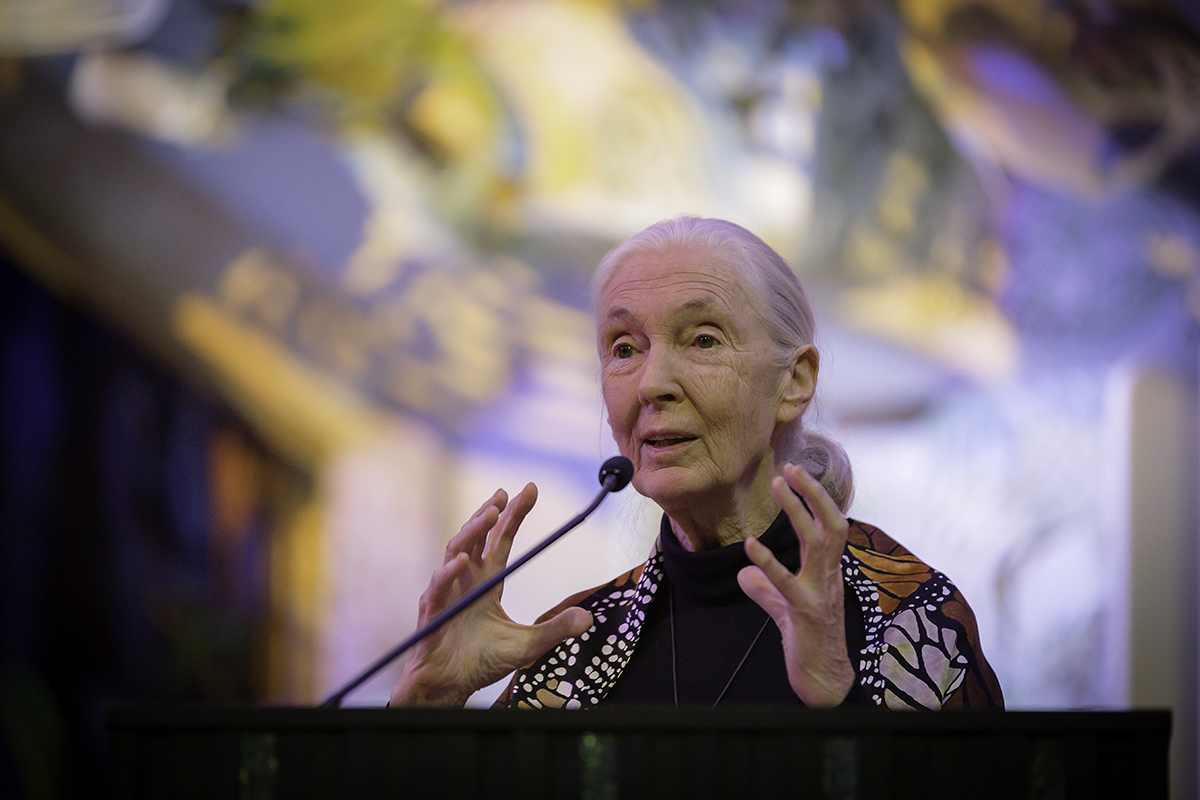 JaneGoodallPrint37 copy.jpg