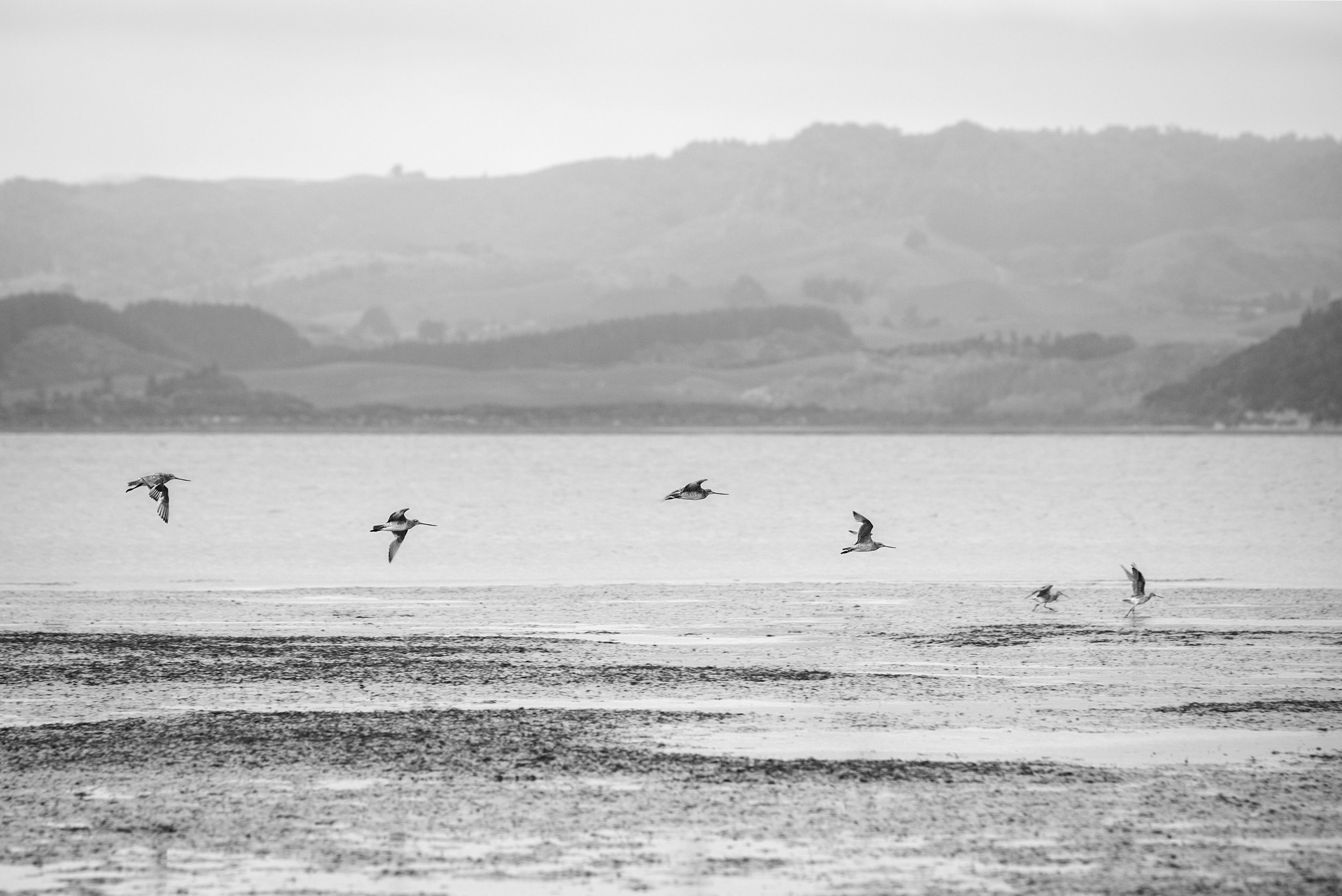 20151011-1X1A8527-Godwits copy.jpg