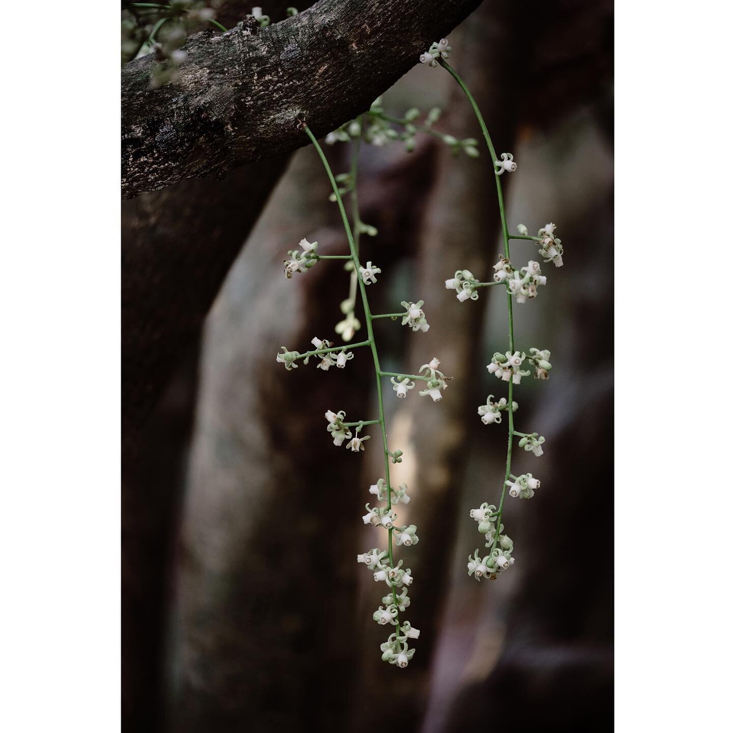 Kohekohe are currently in flower. What a magical and delicate flower growing from the trunk and branches of the tree. Two peaceful afternoons spent amongst these beautiful trees looking closely through the lens.
.
.
.
.
.
#kohekohe #macro #paekakarik
