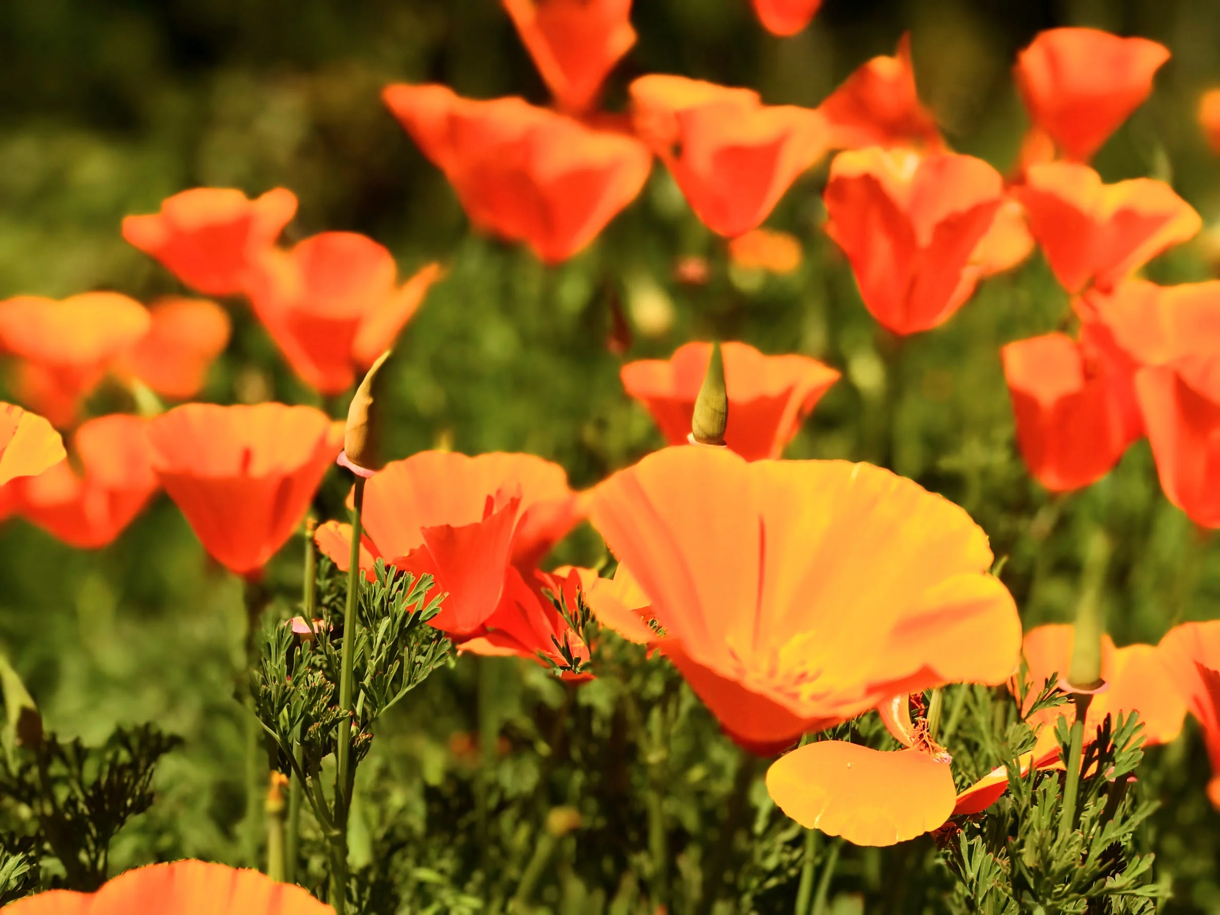  California Poppies  