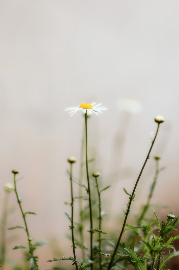 Closeup of a daisy