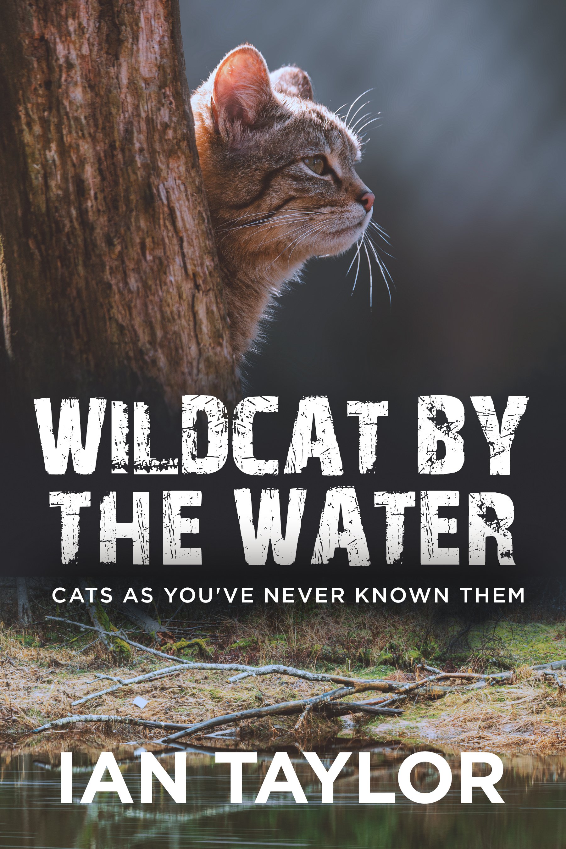 Wildcat By The Water