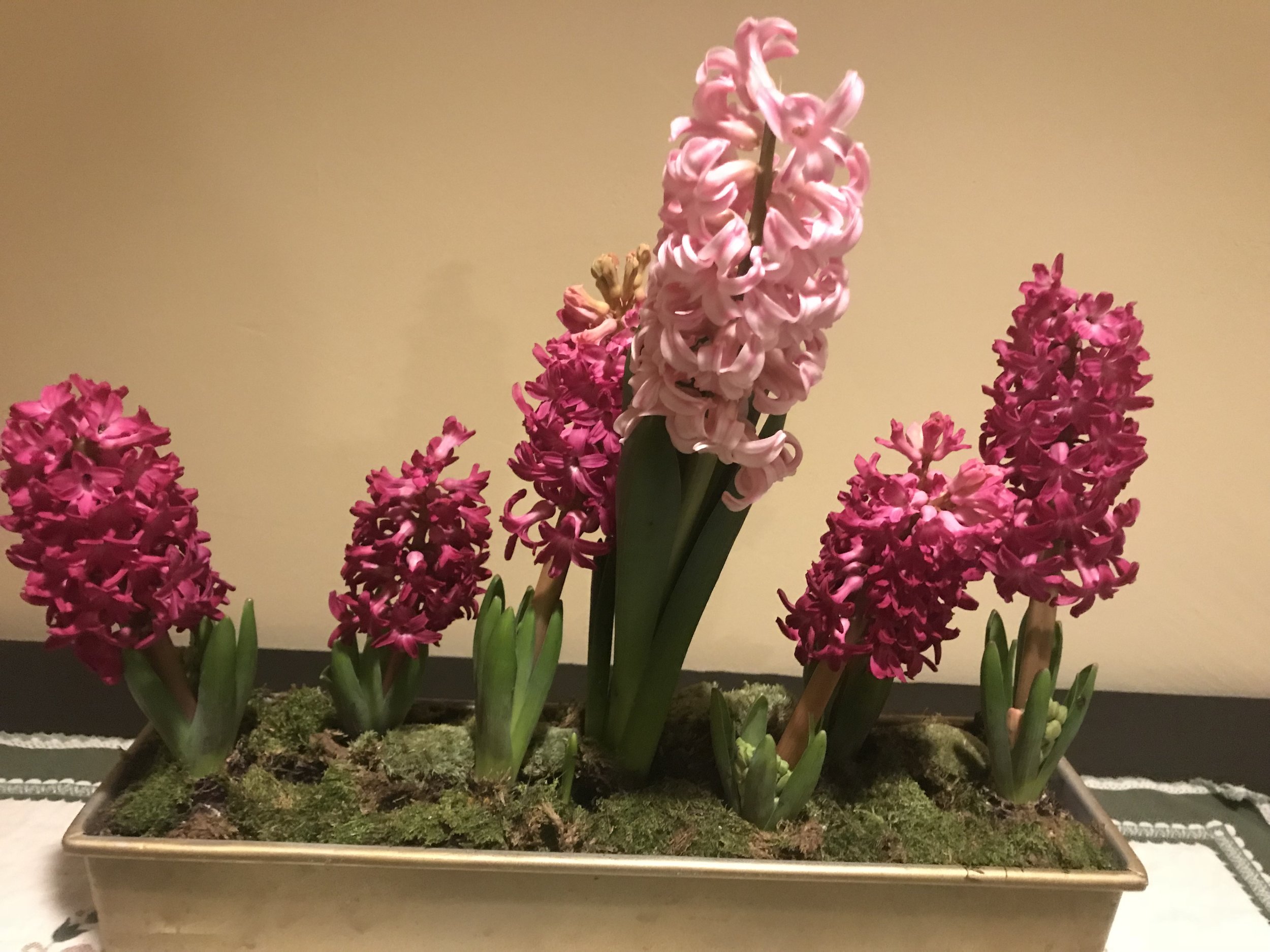 hyacinth.JPG
