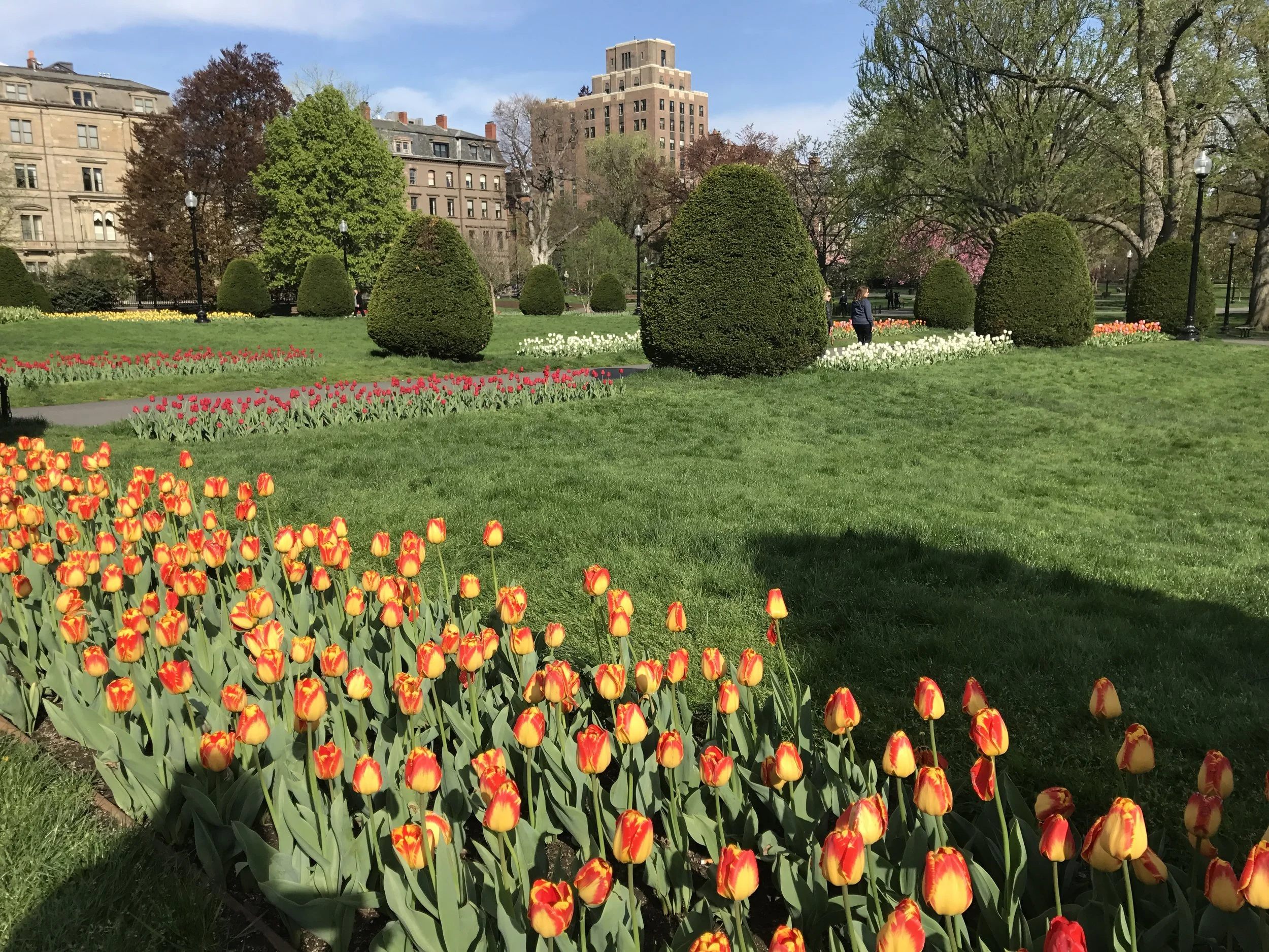 Bostonflowers.JPG