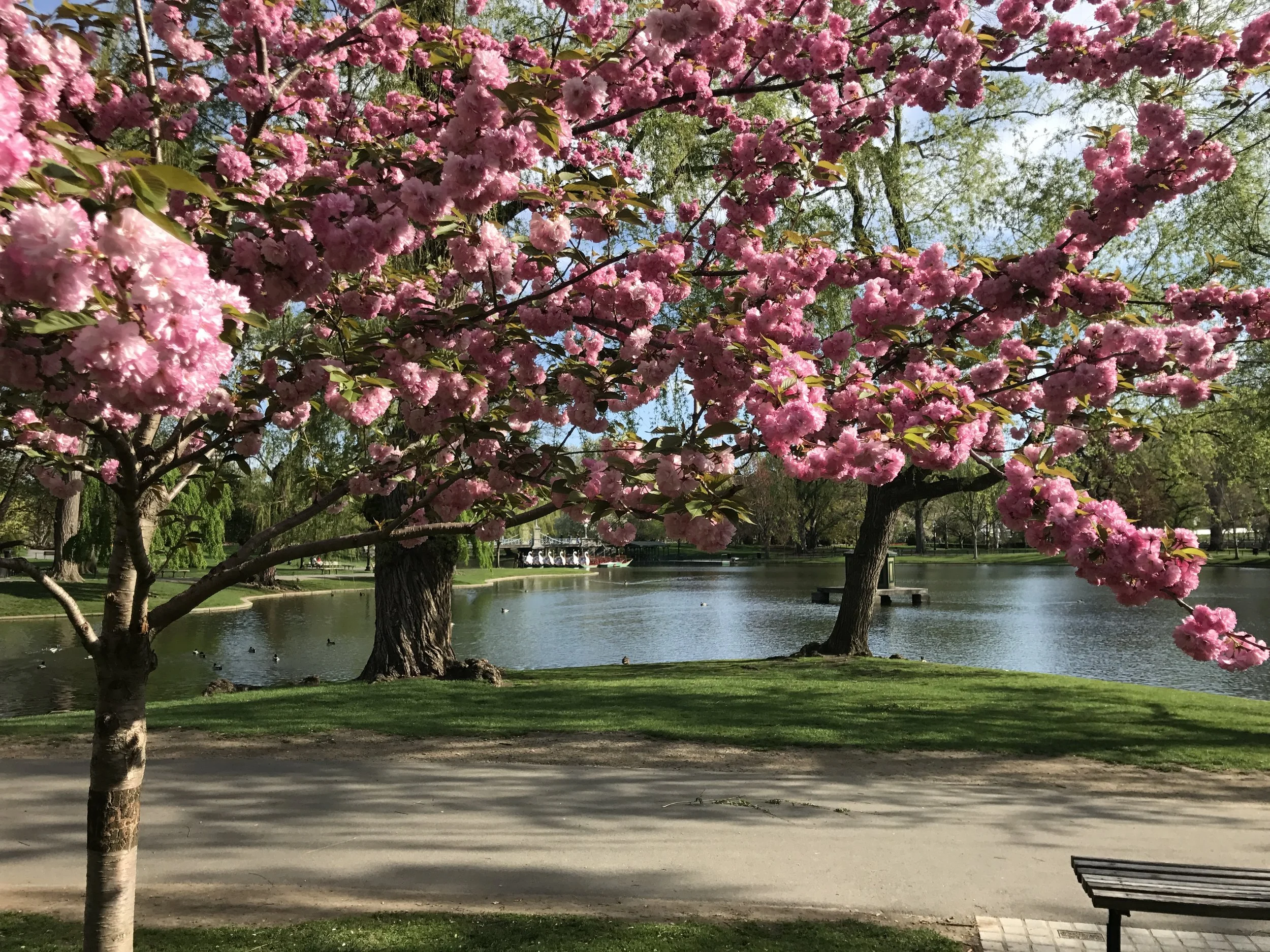 BostonPublicGarden.JPG