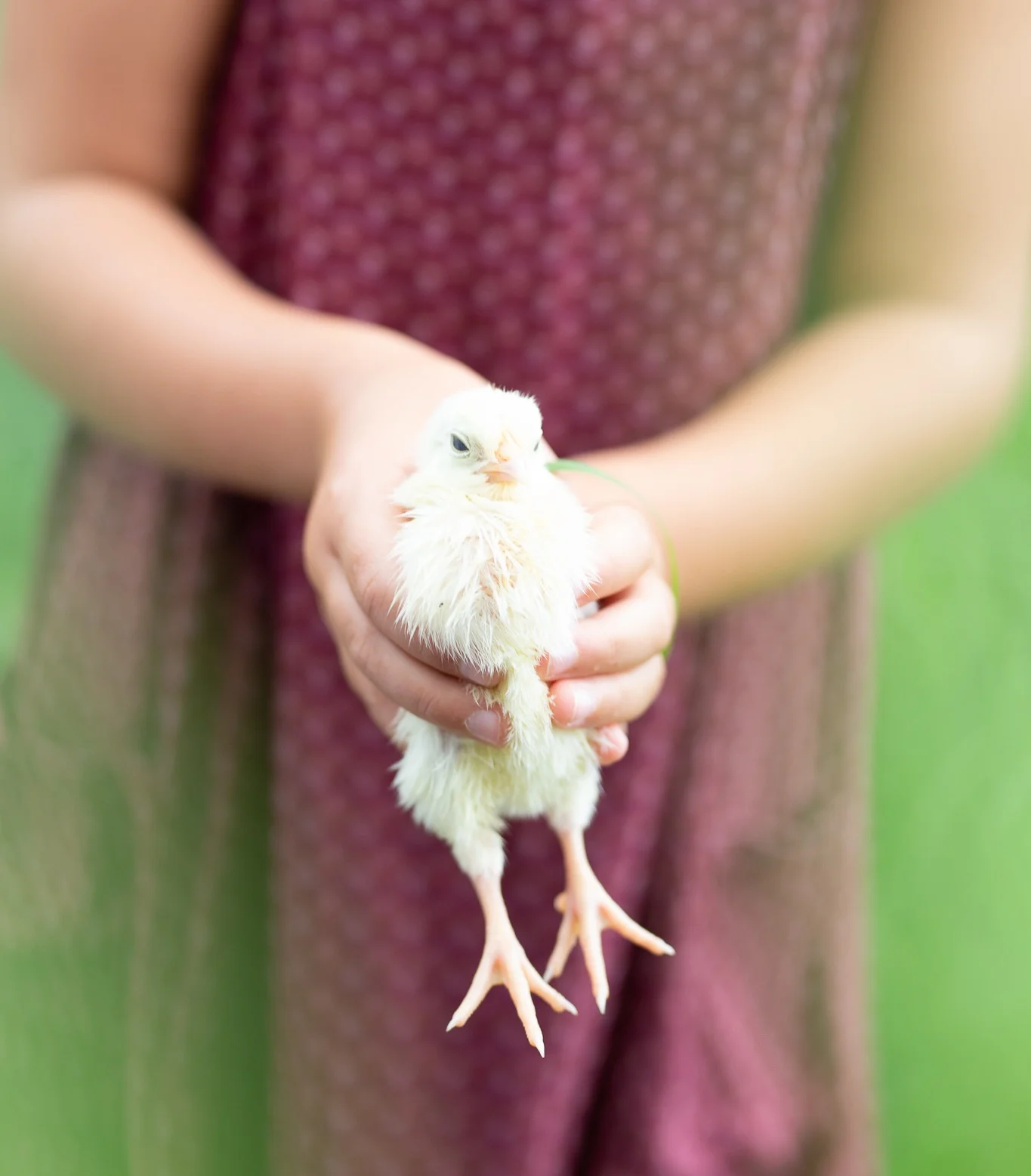 Raena caring for new chicks in the spring!