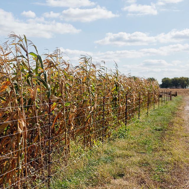 A new blog post from Neal! &ldquo;I paused to reflect on what my open-pollinated corn field looks like: nice, neat rows but vastly varying heights, ears of corn coming out at all different points on the stalk, some stalks with two to three ears of co