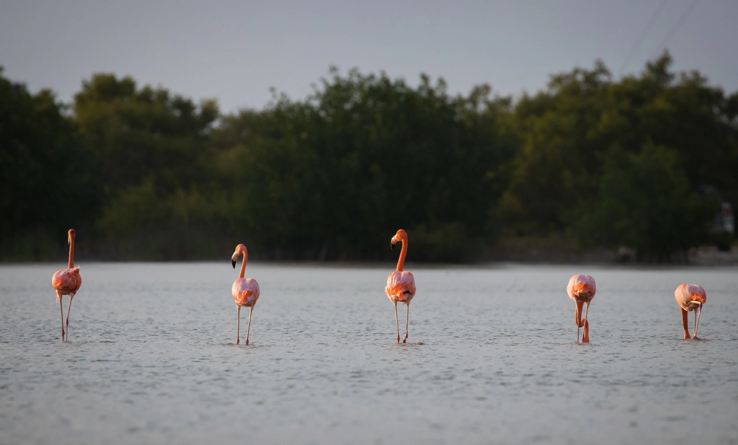 Prager_Maximillian_2019_Nature_Mexico.jpg