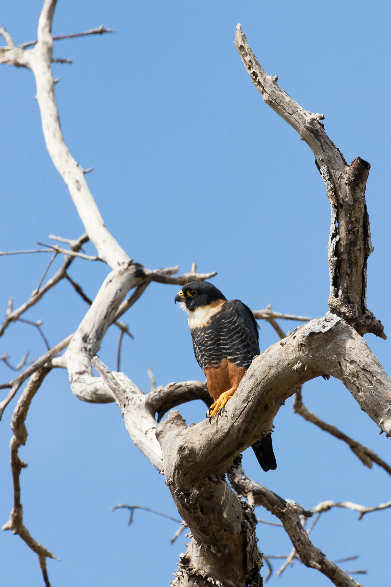 Maximillian_Prager_Bat_Falcon.jpg